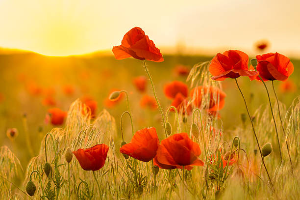 istock wild poppies and wild flowers 543677768