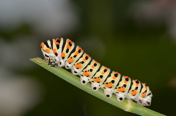 istock Swallowtail caterpillar on green twig, diagonally across frame 543678158