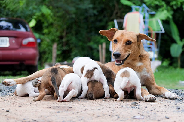 istock Dogs family 543678728