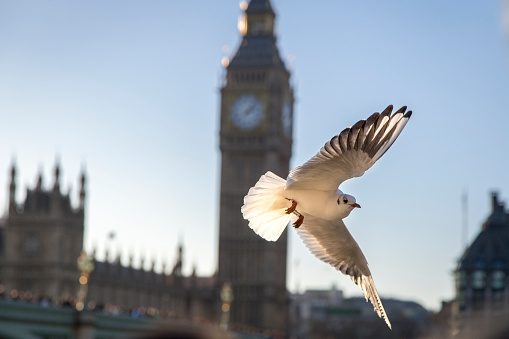 Seagull flying in London city, UK, GB, in front of Big Ben builting