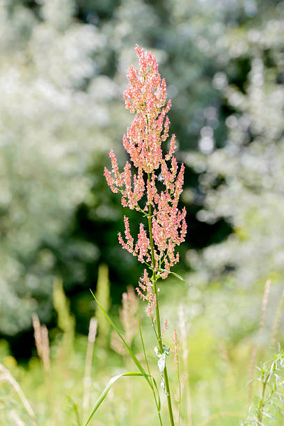 istock Rumex Acetosella in the Meadow 543679776