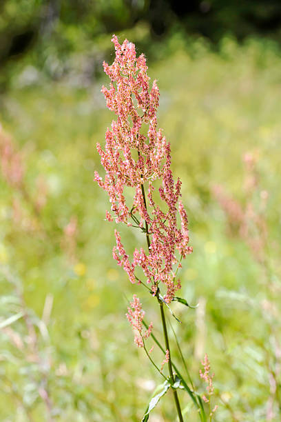 istock Rumex Acetosella in the Meadow 543679794