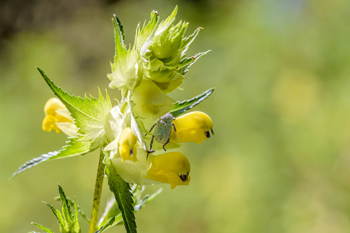 A Hoplia Parvula, a kind of scarab, hidden on a Rhinanthus Flower, under the warm summer sun