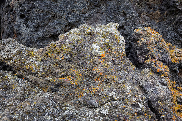 istock Lava field covered by moss in Myvatn, Iceland 543682158