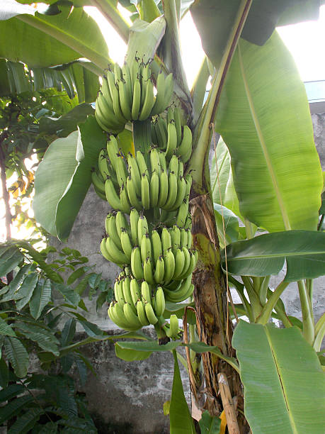 istock Banana tree and big banana fruits 543682932
