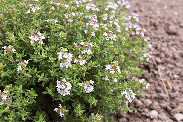 istock Thyme is used as a medicinal and aromatic plant. 543683184