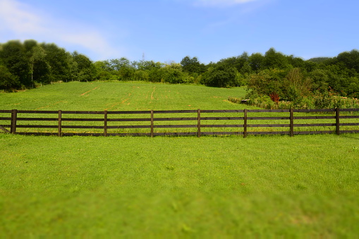 meadow, wood, fence grass, green