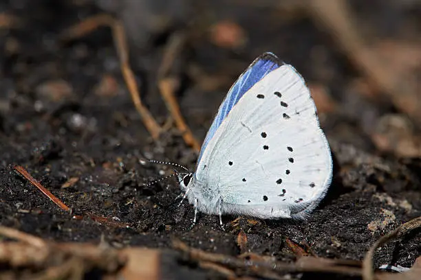 Blue butterfly sitting on a black charcoal in the forest.