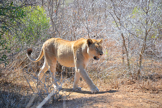 istock Lioness in the Brush 543685466