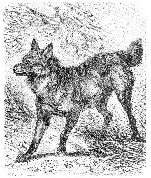 illustrations, cliparts, dessins animés et icônes de loup à crinière (canis jubatus) - loup à crinière