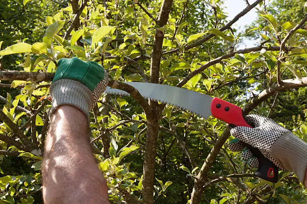 Pruning an apple tree with pruning saws