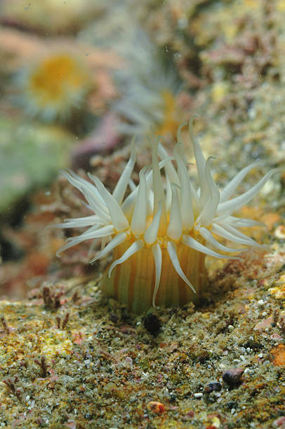 weiße tentakel-anemone - tentacled sea anemone stock-fotos und bilder