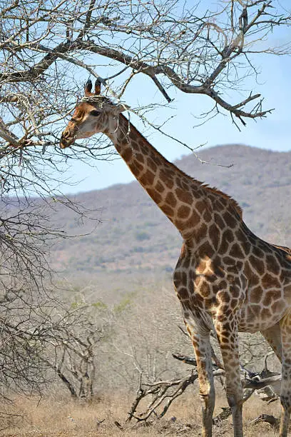 Giraffe amongst a tree
