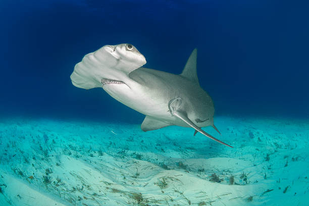 Hammerhead shark on the ocean floor