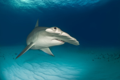 Close up shot of hammerhead shark swimming on the ocean floor.