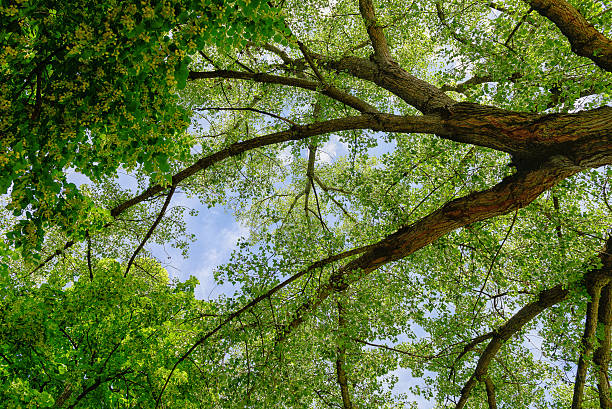 istock foliage with a blue sky and clouds 543690172