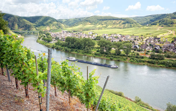 istock Mosel river with vineyard and small village. 543690674