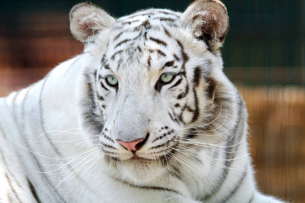 istock Portrait of a beautiful bengal white tiger 543692206