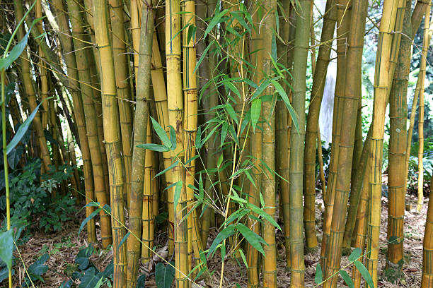 d&#39;oro bambù alle hawaii - golden bamboo foto e immagini stock