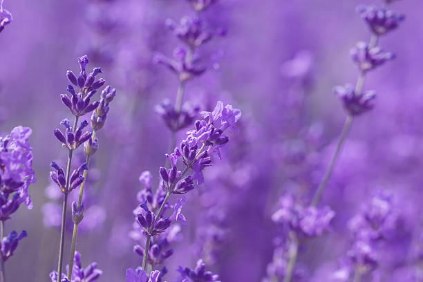 istock field lavender flowers 543692572