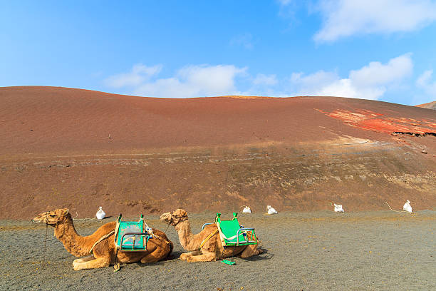 istock Camels in Timanfaya National Park 543693218
