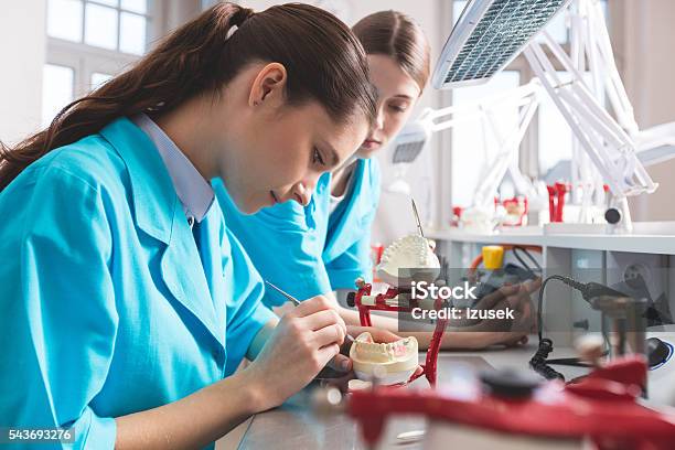 Female Students Learning Prosthetic Dentistry Stock Photo - Download Image Now - Technician, Dental Equipment, Dentist