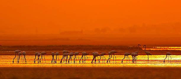 die größer flamingos - lake nakuru stock-fotos und bilder