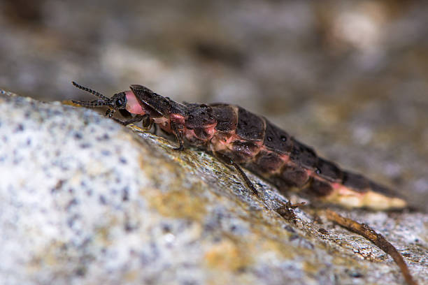 Glow-worm (Lampyris noctiluca) female in profile Insect in the family Lampyridae, also know as a firefly or lightning bug lampyris noctiluca stock pictures, royalty-free photos & images
