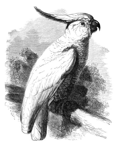 Steel engraving of the Sulphur-crested cockatoo ( Cacatua galerita ) is a relatively large white cockatoo found in wooded habitats in Australia and New Guinea and some of the islands of Indonesia