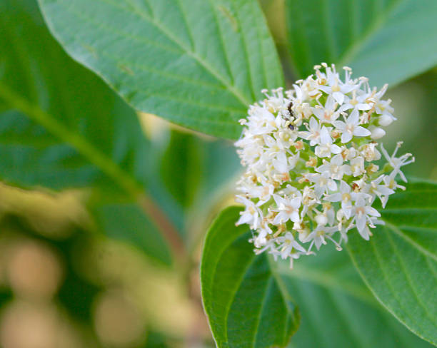 istock Closeup of White Star Jasmine 543695136