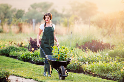 Gardener in green apron carrying seedlings in wheelbarrow, sunny summer nature, sunset