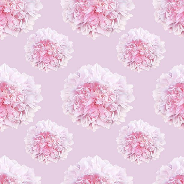 istock pattern of pale pink peonies luxury fresh 543696266