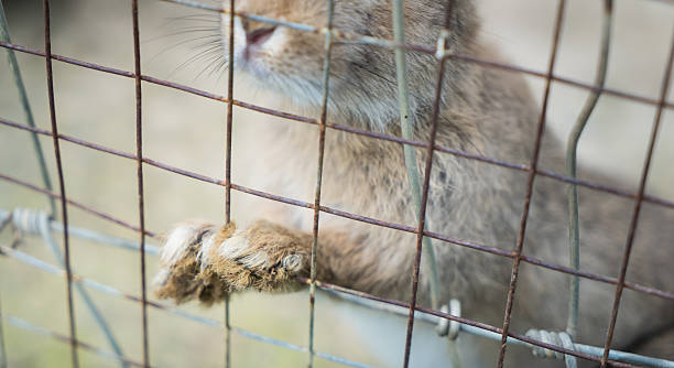istock Poor Rabbit hand leg trapped on wire fence. 543697238