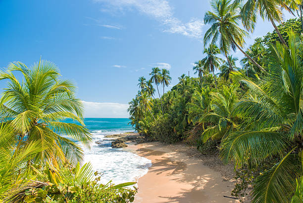 райский пляж мансанильо в пуэрто-вьехо, коста-рика - limon province стоковые фото и изображения