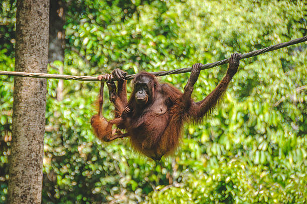 sanctuaire d’orangs-outans de sepilok - kuching photos et images de collection