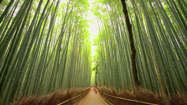 WS Tourists admiring amazing bamboo forest in Japan