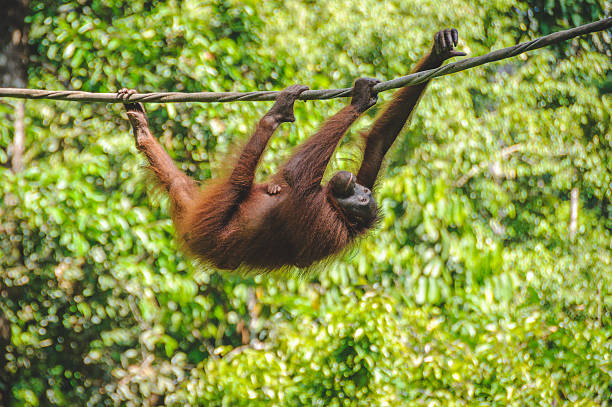 ośrodek rehabilitacyjny sepilok orangutan - east malaysia zdjęcia i obrazy z banku zdjęć