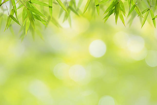 hoja de bambú y fondo bokeh verde suave - música ligera fotografías e imágenes de stock