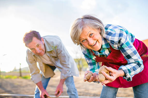 senior couple planting potatoes into the soil, spring nature - gardening senior adult action couple imagens e fotografias de stock