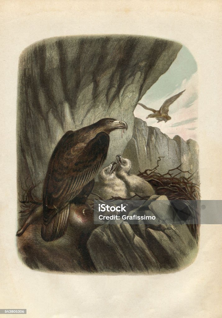 Golden eagle engraving 1880 Steel engraving of the golden eagle ( Aquila chrysaetos ) is one of the best-known birds of prey in the Northern Hemisphere Golden Eagle stock illustration