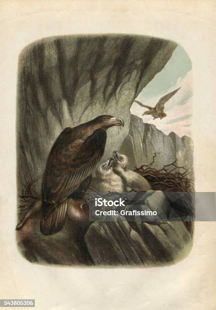 Golden Eagle Engraving 1880 Stock Illustration - Download Image Now - Golden Eagle, 18th Century, 18th Century Style