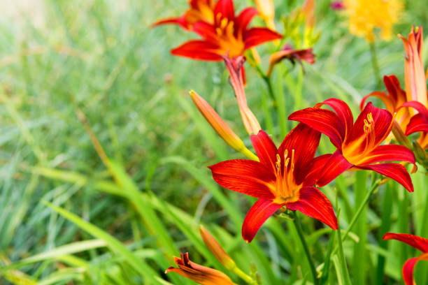 istock daylilies with green bokeh 543805506