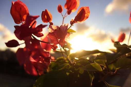 Bougainvillea and sunset
