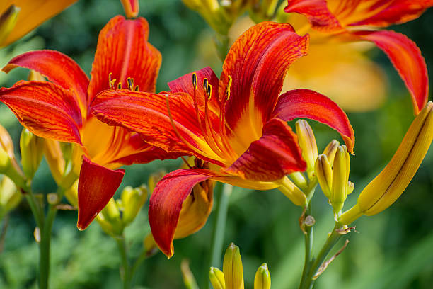 istock Hemerocallis. In the garden. 543805952