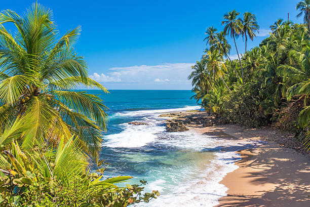 райский пляж мансанильо в пуэрто-вьехо, коста-рика - limon province стоковые фото и изображения