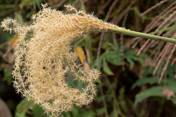 istock Ornamental grass, Chinese Silver grass flower, Miscanthus sinens 543807090
