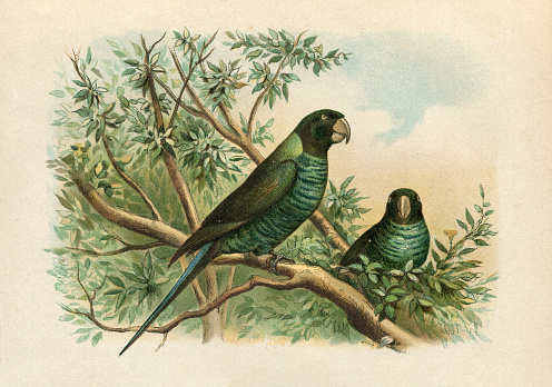 Steel engraving of the budgerigar ( Melopsittacus undulatus ) , also known as common pet parakeet or shell parakeet and informally nicknamed the budgie, is a small, long-tailed, seed-eating parrot.