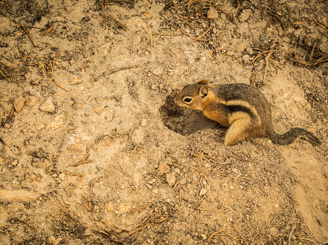 The rock squirrel, Otospermophilus variegatus, is a species of rodent in the family Sciuridae and is native to Mexico and the Southwestern United States, including southern Nevada, Utah, Colorado, Arizona, New Mexico, West Texas, and the panhandle of Oklahoma. Sonoran Desert, Arizona.