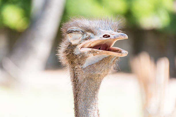 istock Portrait Ostrich head with green background 543808690