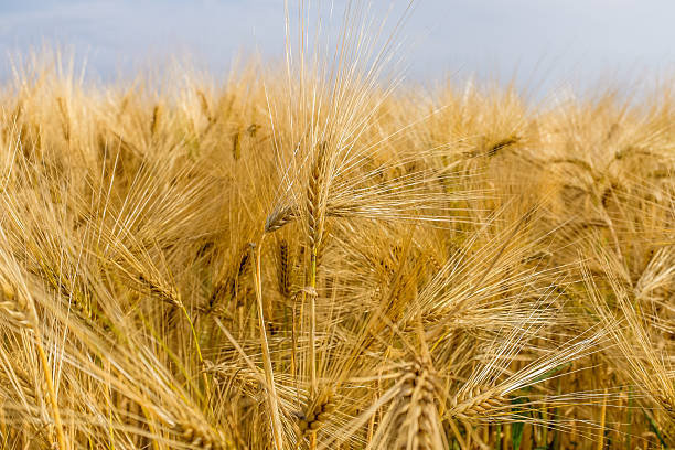 istock ears of wheat in the sun 543808722